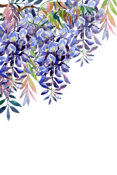 Flor de Wisteria. Cartão de wisteria aquarela . — Fotografia de Stock
