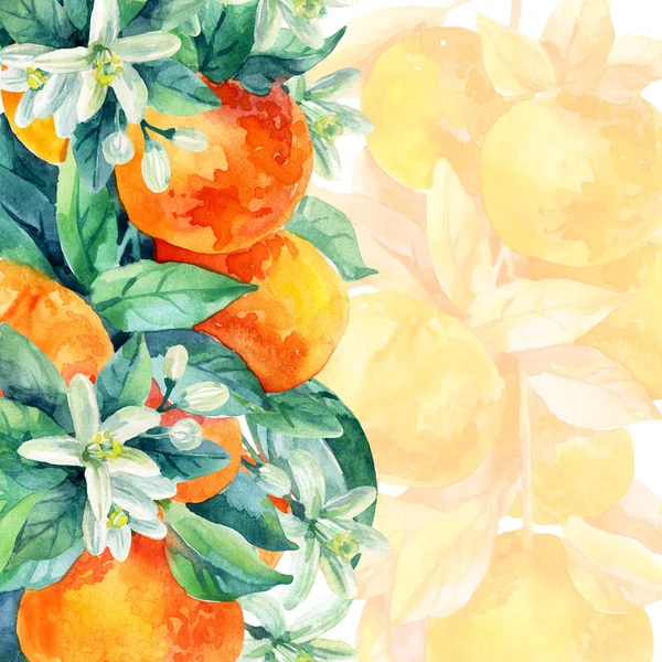 Akvarell mandarine orange frukt gren med blad på vit bakgrund — Stockfoto