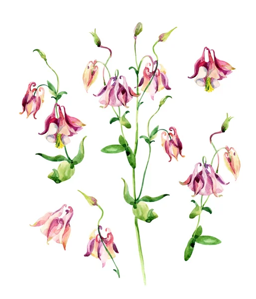Watercolor meadow bellflowers set — Stock Photo, Image