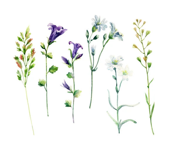 Aquarel weide veldbloemen set — Stockfoto