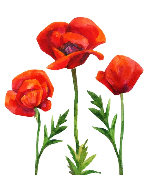 Watercolor poppies field — Stock Photo, Image