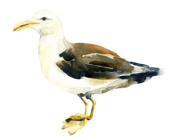 Aquarel Seagull vogel geïsoleerd over witte achtergrond. — Stockfoto