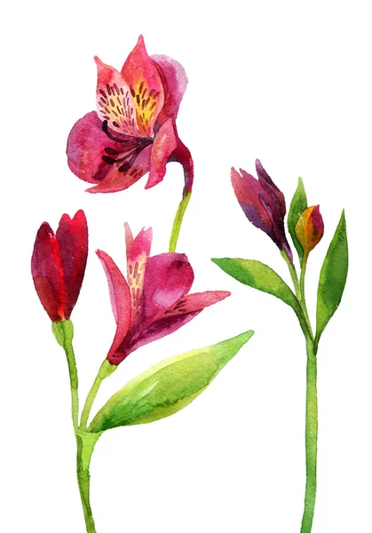 Alstroemeria rosa dipinta a mano . — Foto Stock