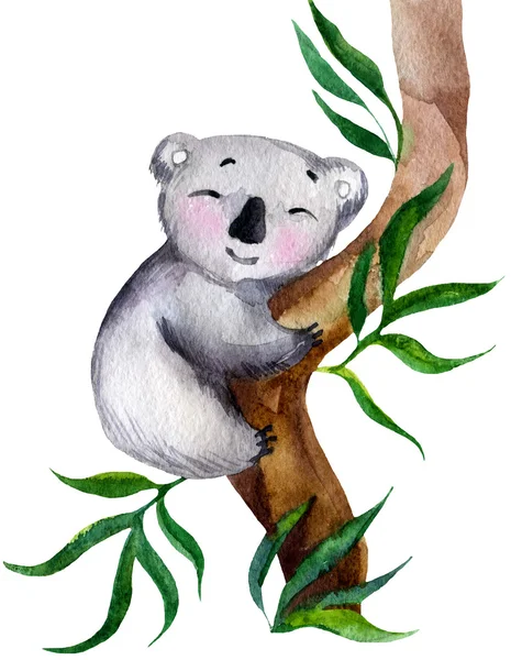 Koala Koala Sur Arbre Carte Aquarelle — Photo