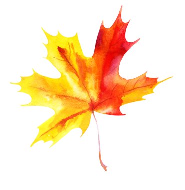 Beyaz bir arka plan üzerinde izole akçaağaç yaprağı. Suluboya.