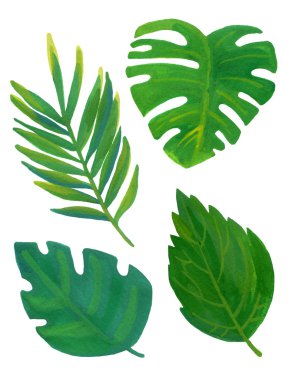 Beyaz arkaplanda yalıtılmış tropikal yapraklar