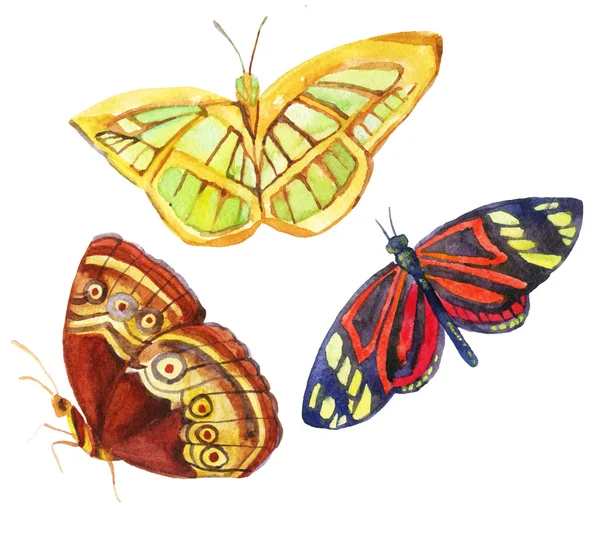 Ensemble de papillons aquarelle — Photo