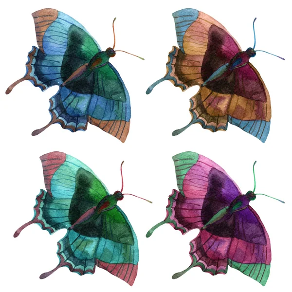 Acuarela, mariposa, conjunto, naturaleza —  Fotos de Stock