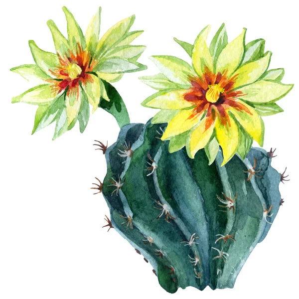 Watercolor cactus isolated — Stock Photo, Image