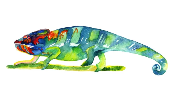 Akvarell Chameleon isolerad på vit bakgrund — Stockfoto
