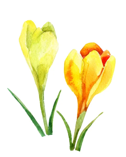 Vårblommor akvarell illustration. Crocus. — Stockfoto