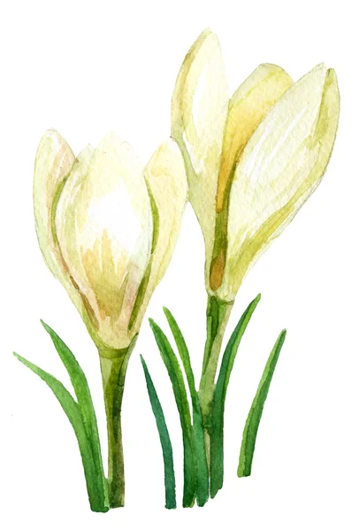 Spring flowers watercolor illustration. crocus. — Stock Photo, Image