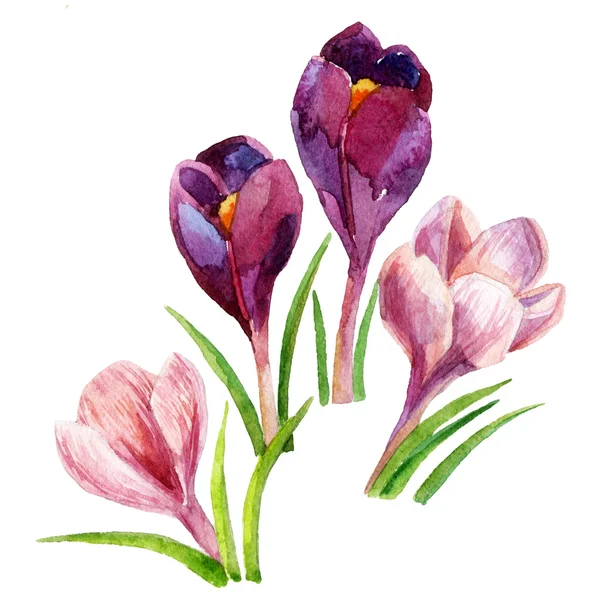 Crocus flowers. watercolor — Stock Photo, Image