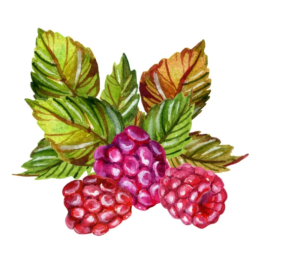 树莓水彩画孤立在白色背景上 — 图库照片