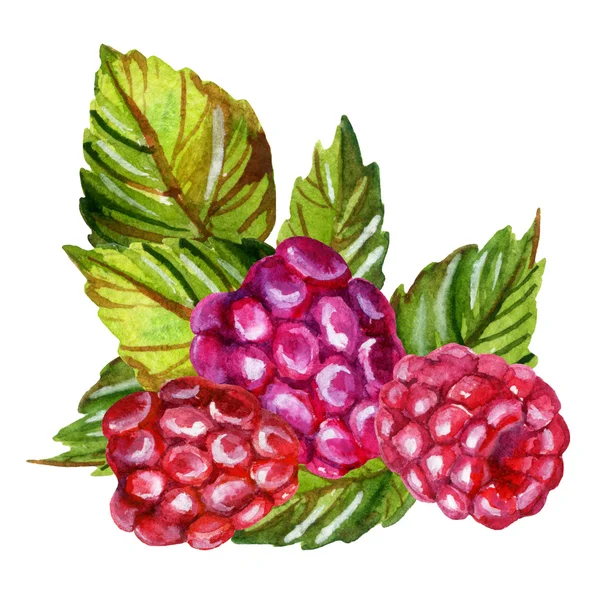 树莓水彩画孤立在白色背景上 — 图库照片