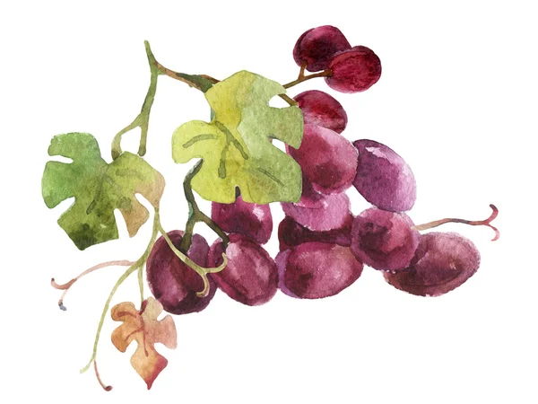 Aquarel druiven geïsoleerd op witte achtergrond — Stockfoto
