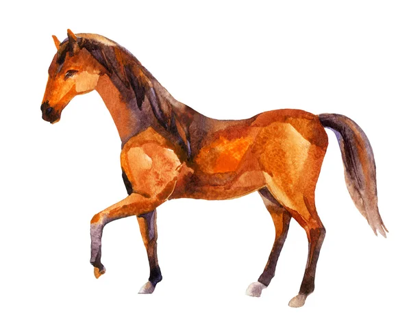 馬、水彩画の絵画 — ストック写真