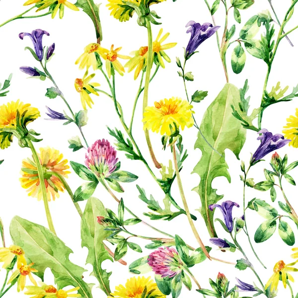 Meadow akvarel volně žijící květiny — Stock fotografie