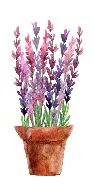 Akvarel levandule rostlin v hrnci terakota — Stock fotografie