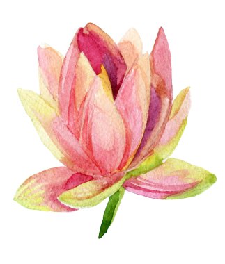 Lotus çiçeği. suluboya