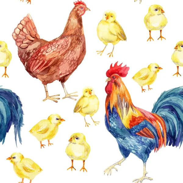 Poulet, poule, coq. Aquarelle peinture — Photo