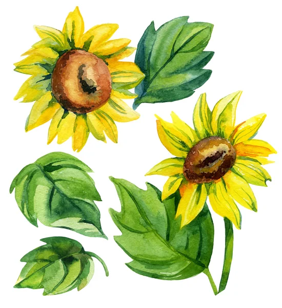 Watercolor sunflower set — Stock Photo, Image