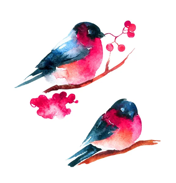 Watercolor bullfinch and ashberry — Stock Photo, Image