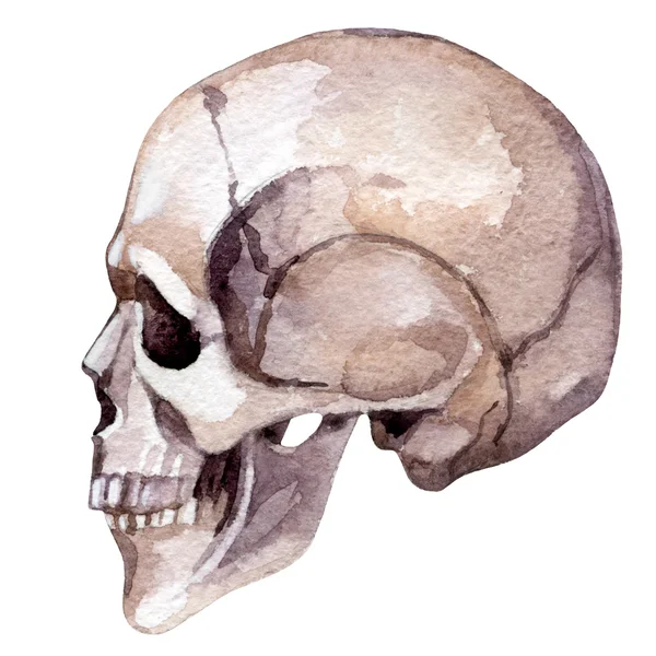 Aquarel menselijke schedel — Stockfoto