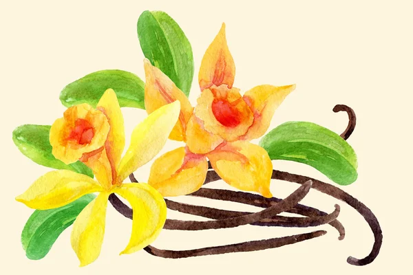 바닐라 꽃과 포드 — 스톡 사진