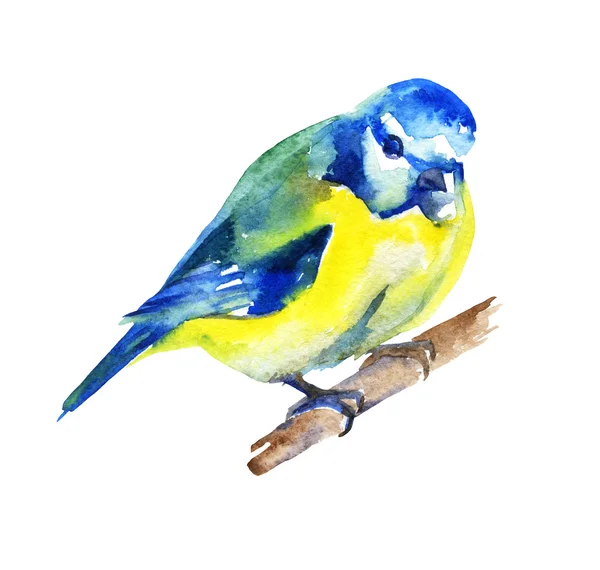 Söt fågel. Akvarell — Stockfoto
