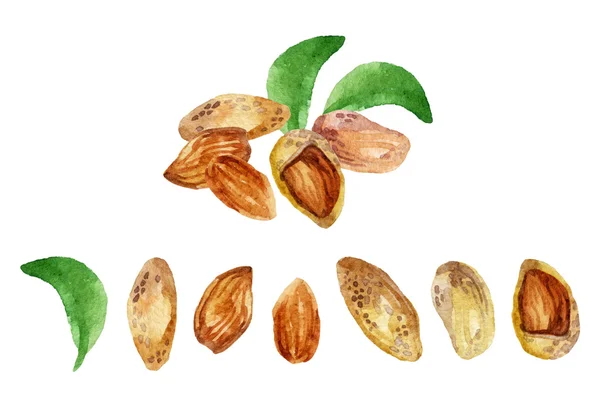 Watercolor almond — Stock Photo, Image