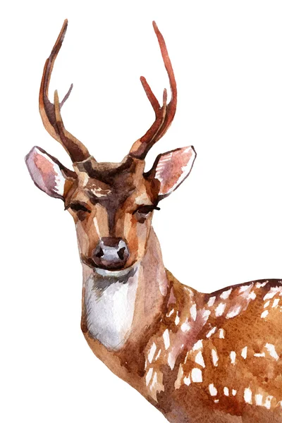 鹿の頭蓋骨白い背景に隔離された動物の頭蓋骨.— ストック