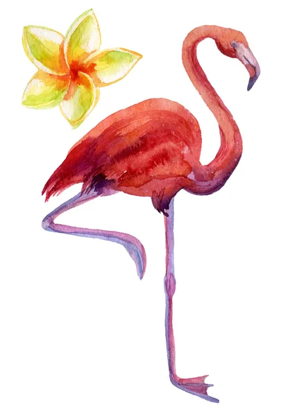 Watercolor illustration of pink flamingo — Stock Photo, Image