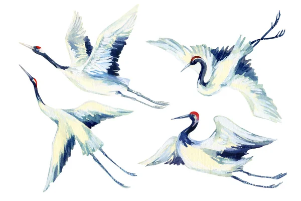 Watercolor asian crane bird set — Stock Photo, Image