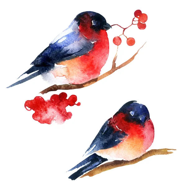 Watercolor bullfinch and ashberry — Stock Photo, Image