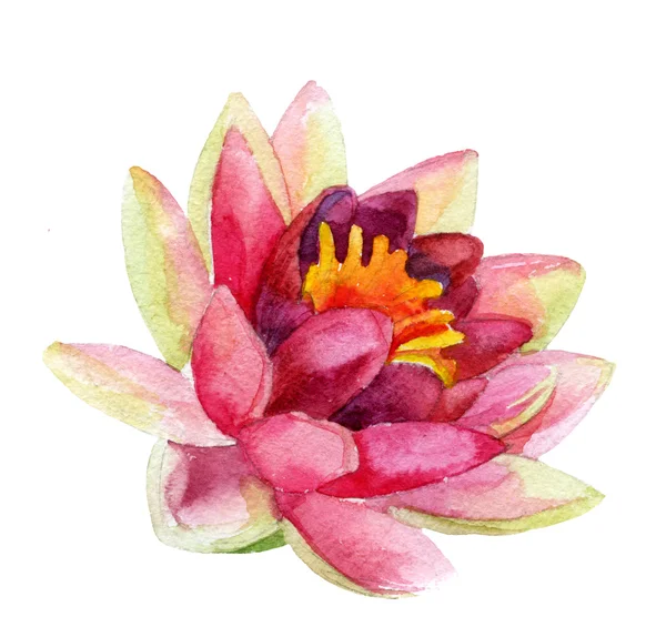 Lotus çiçeği. suluboya