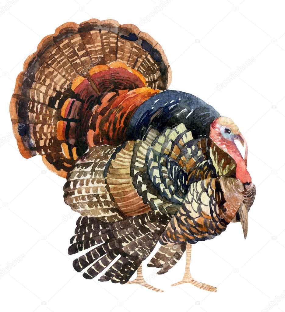 Watercolor turkey isolated on the white background