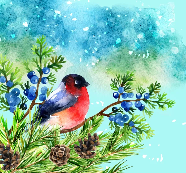 Watercolor bullfinch on juniper branch — Stock Image Watercolor bullfinch on juniper branch Stock Photo