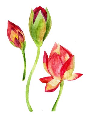 Lotus çiçeği. suluboya