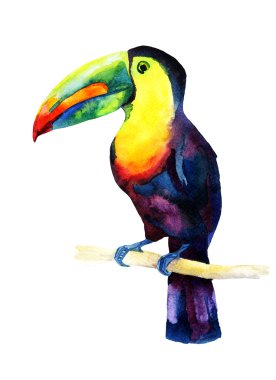 bir dal üzerinde oturan suluboya toucan kuş