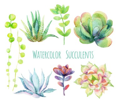 Suluboya succulents seti.