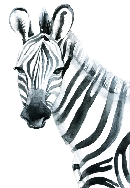 Zebra acquerello isolato su sfondo bianco — Foto Stock