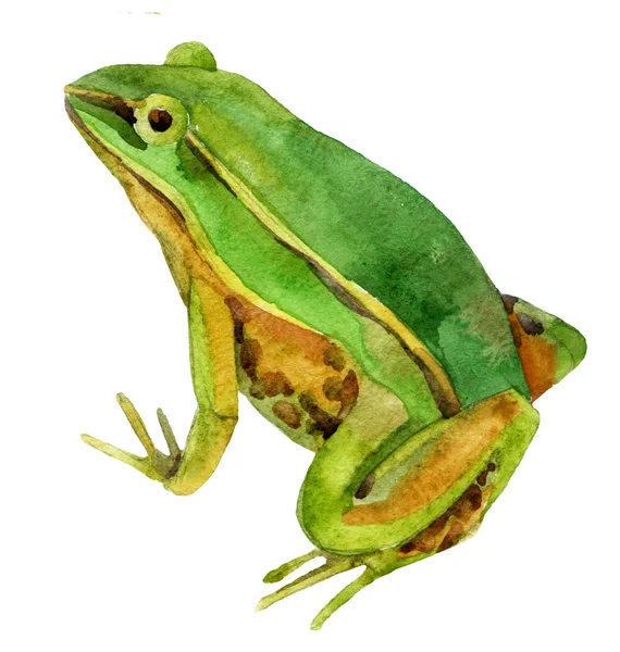 suluboya kurbağa üzerinde beyaz izole