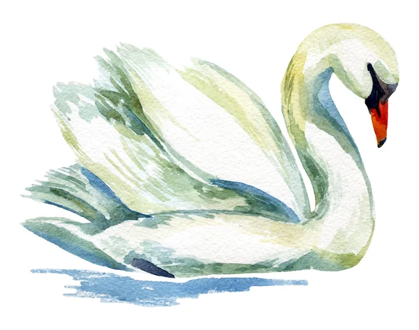 Akvarell swan isolerad på vit. — Stockfoto