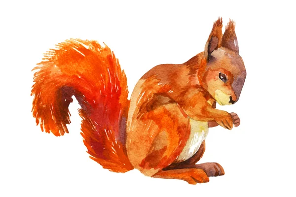 Akvarel skica veverky. — Stock fotografie