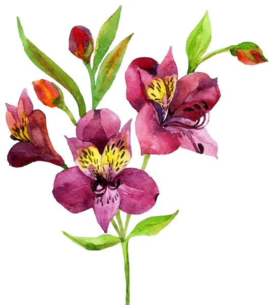 Hand painted pink alstroemeria. — Stock Photo, Image