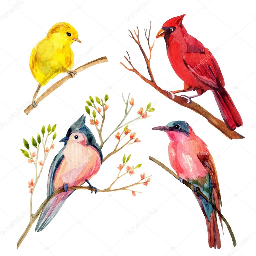 Watercolor bird set: red northen cardinal, tufted titmouse, yellow warbler and bee-eater 