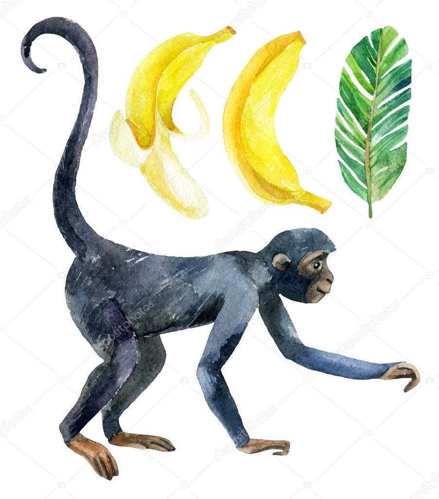 Monkey and banana isolated on white background