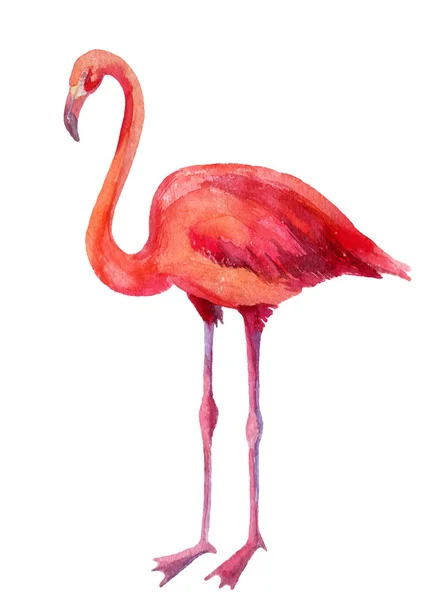 Watercolor illustration of pink flamingo — Stock Photo, Image