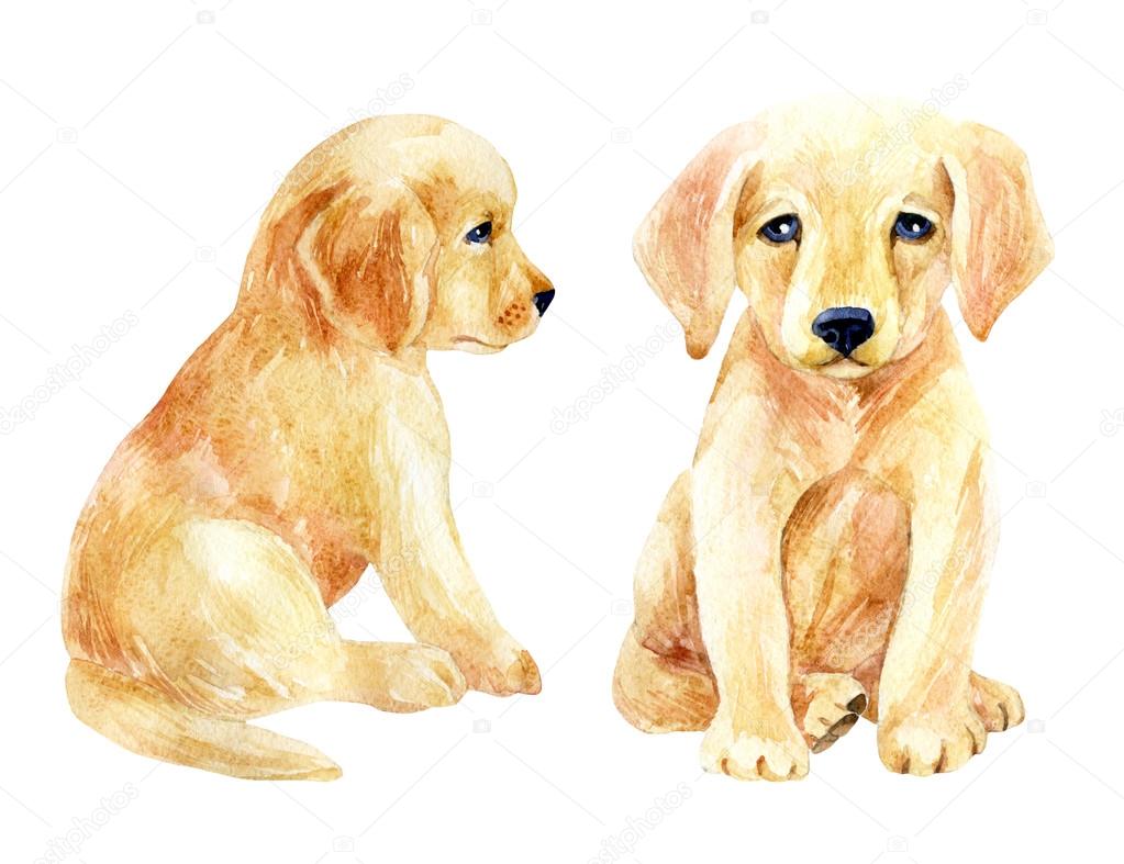 Labrador retriever puppy set